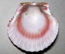 Image of Atlantic Calico scallop