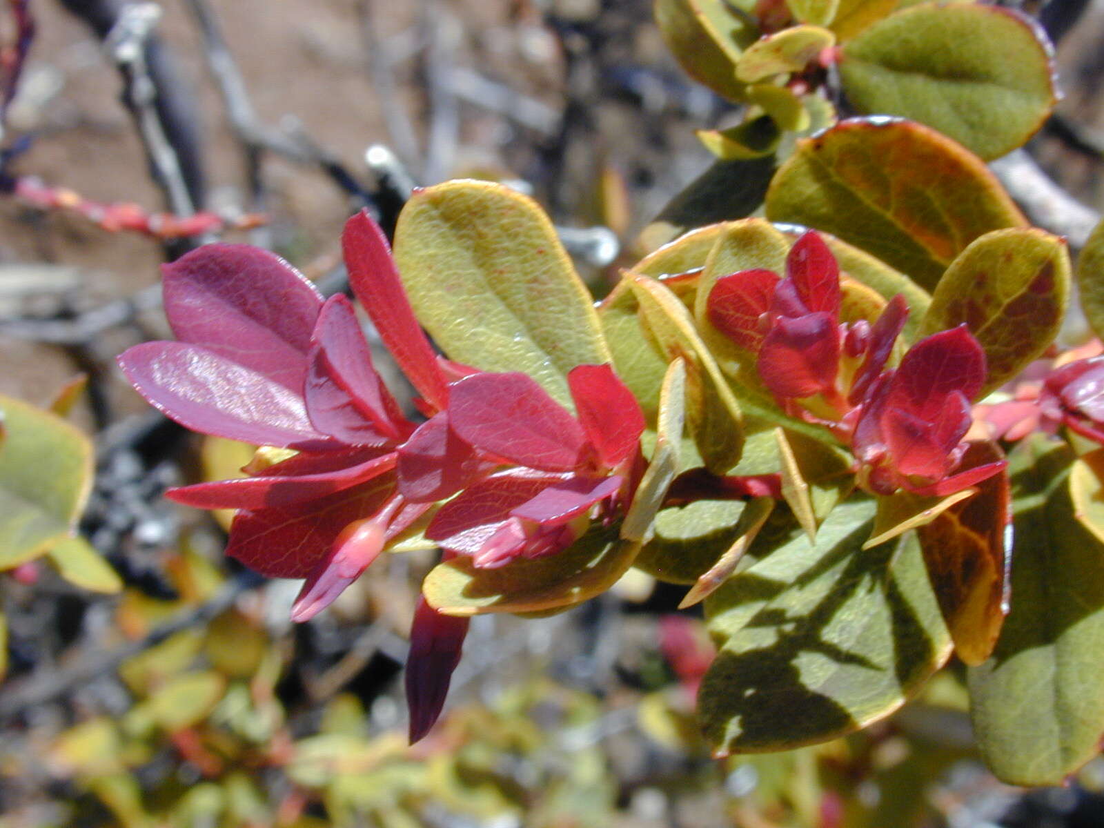 Image de Vaccinium reticulatum Sm.