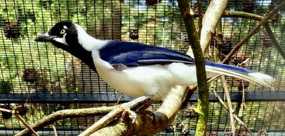 Image of White-tailed Jay