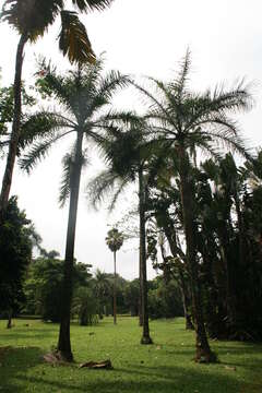 Image of Thief Palm