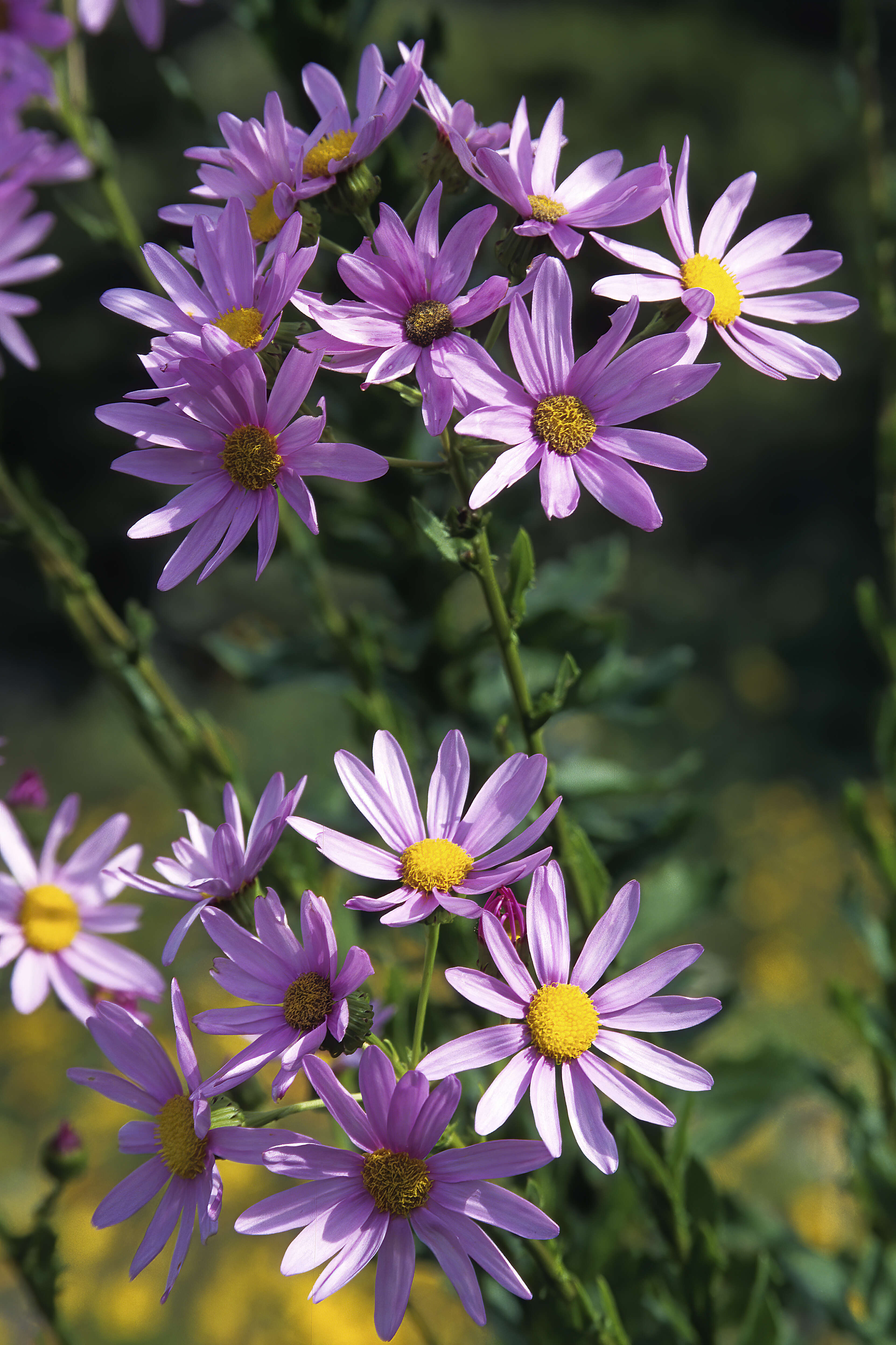 Senecio glastifolius L. fil. resmi