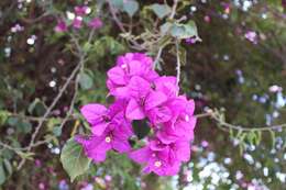 Слика од Bougainvillea