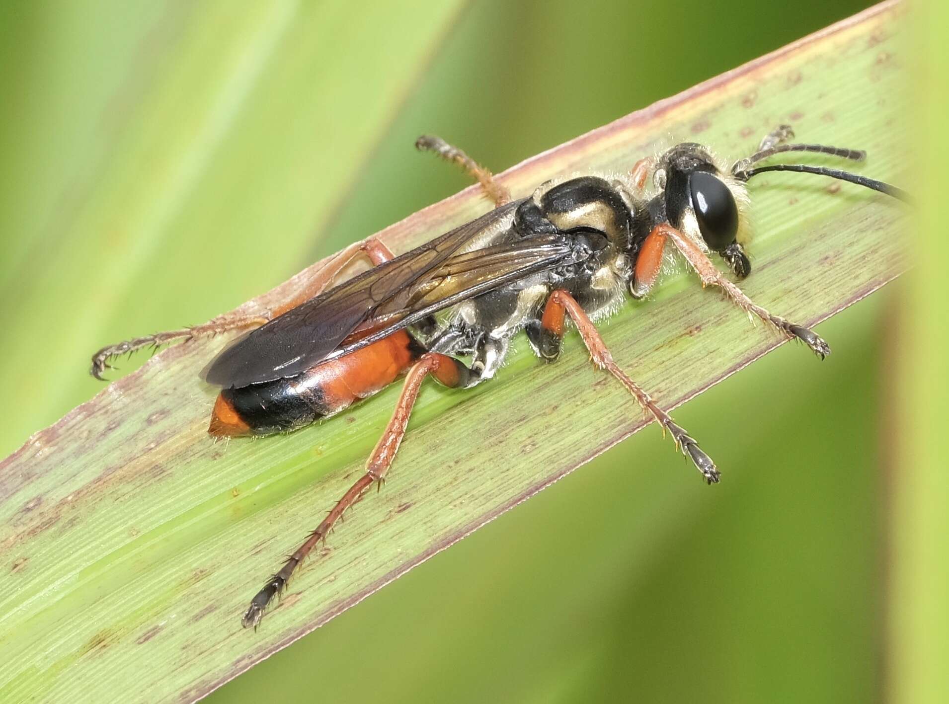 Image of Sphex dorsalis Lepeletier de Saint Fargeau 1845