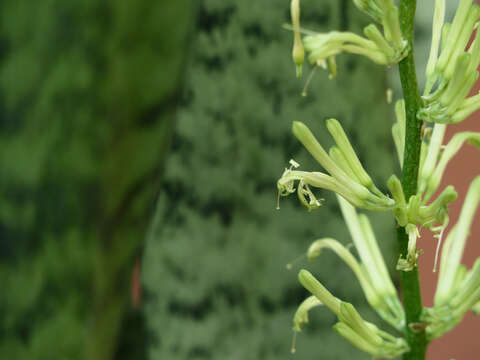 Image of viper's bowstring hemp