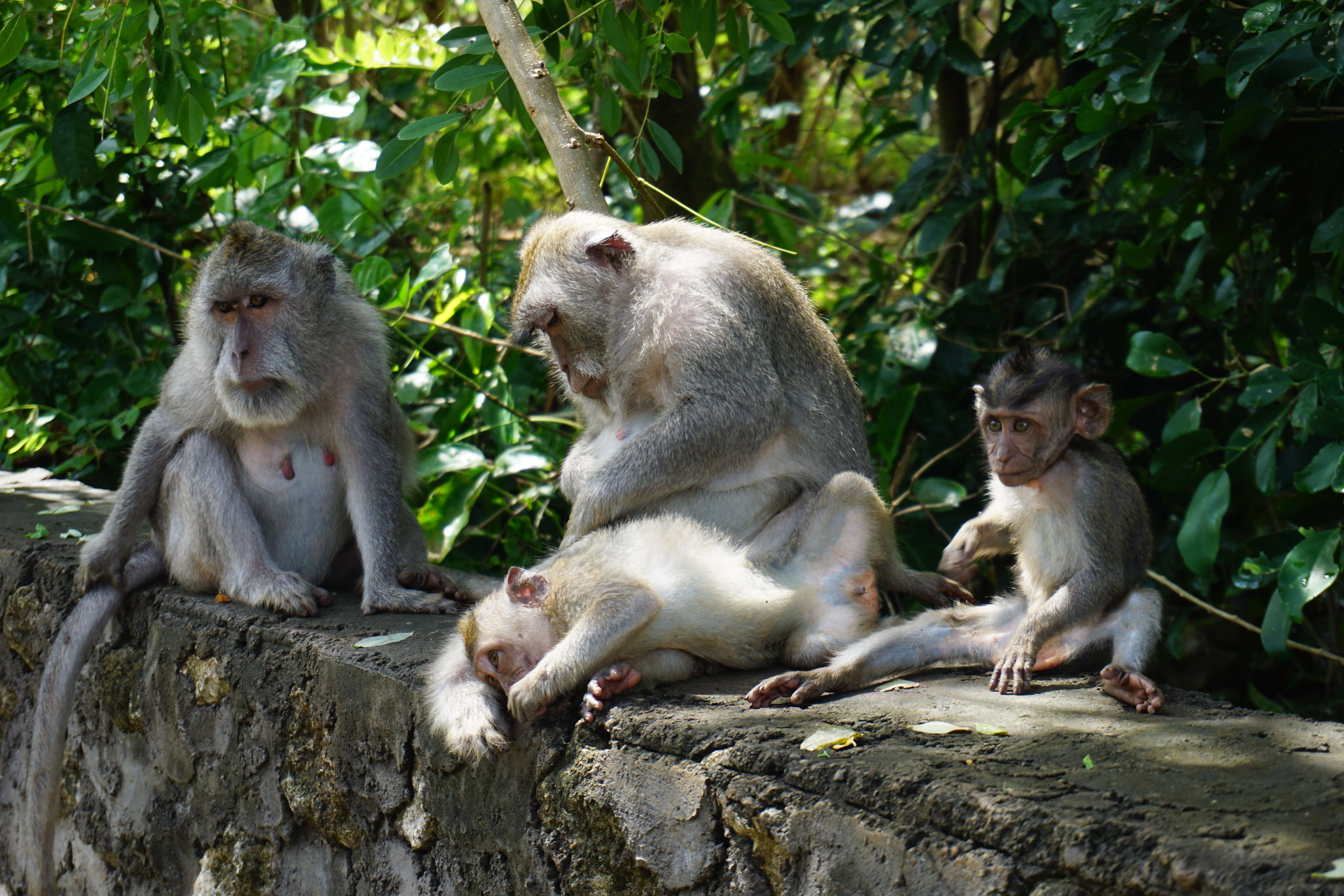 Image of Long-tailed Macaque