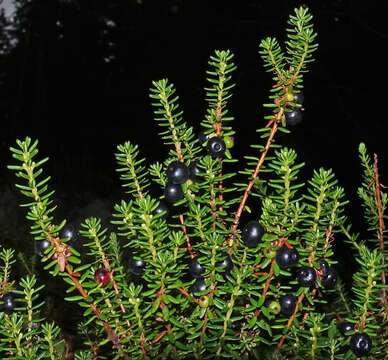 Image of black crowberry