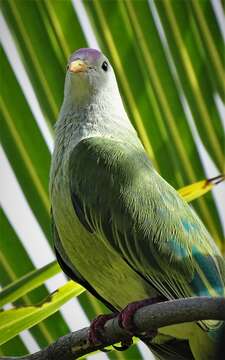 Image of Atoll Fruit Dove