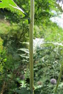 Image of tall globethistle