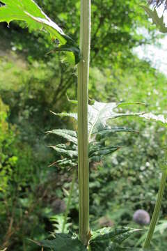 Image of tall globethistle