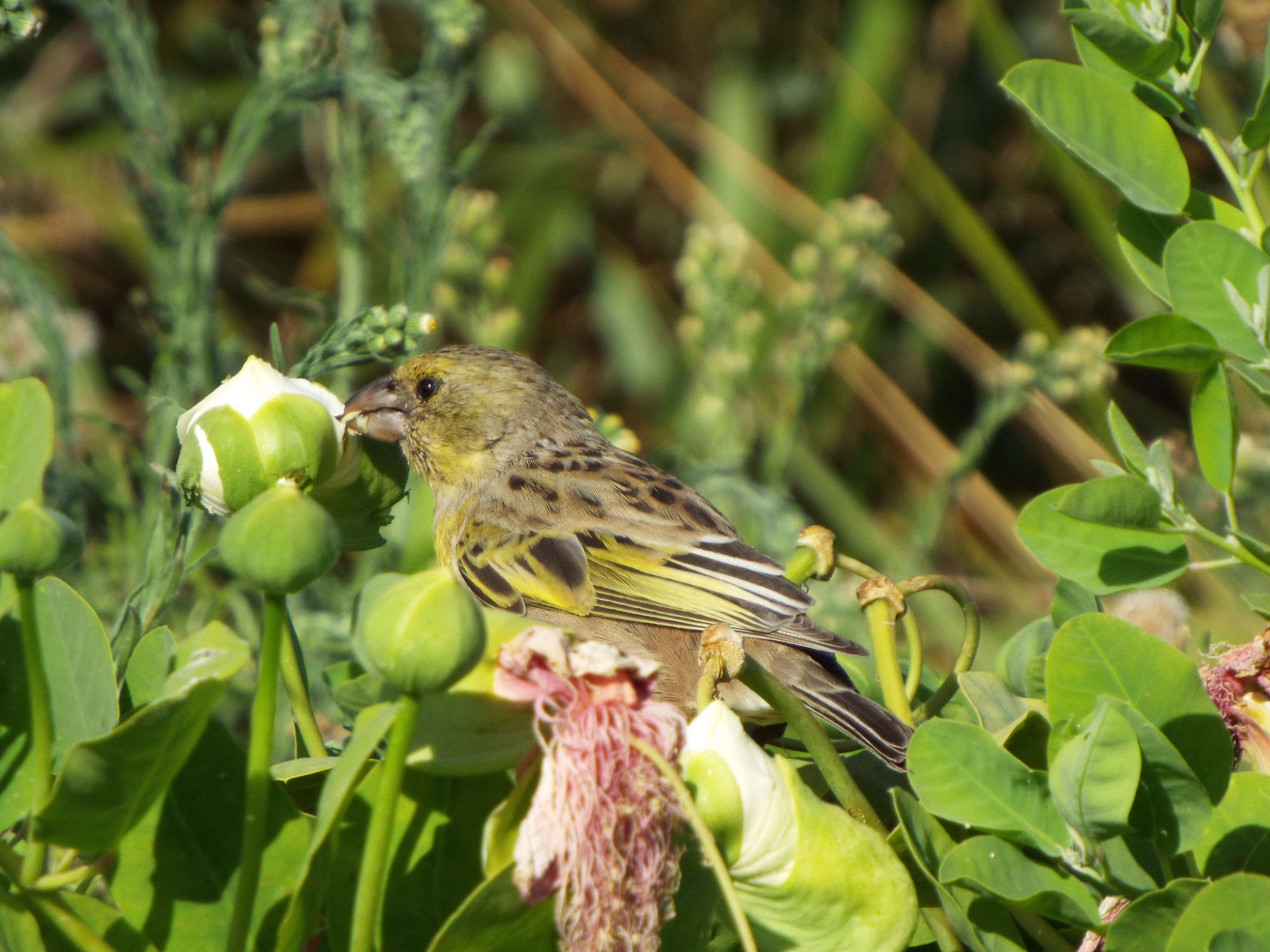 Image de Capparis sandwichiana DC.