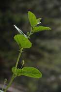 Image de Cullen corylifolium (L.) Medik.