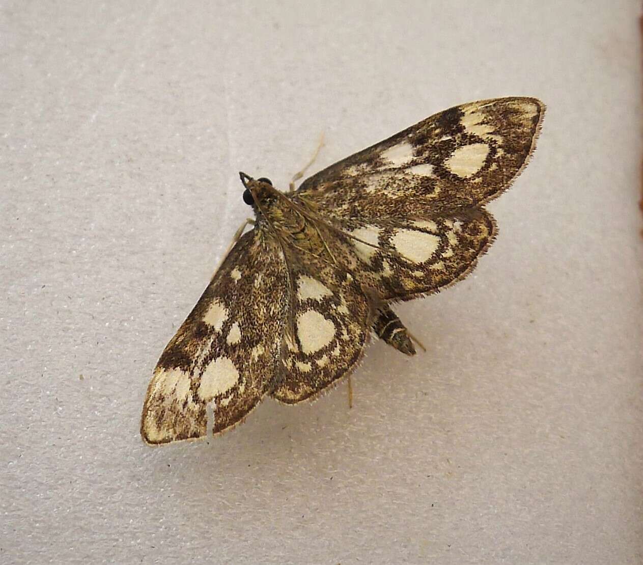 Слика од Anania coronata