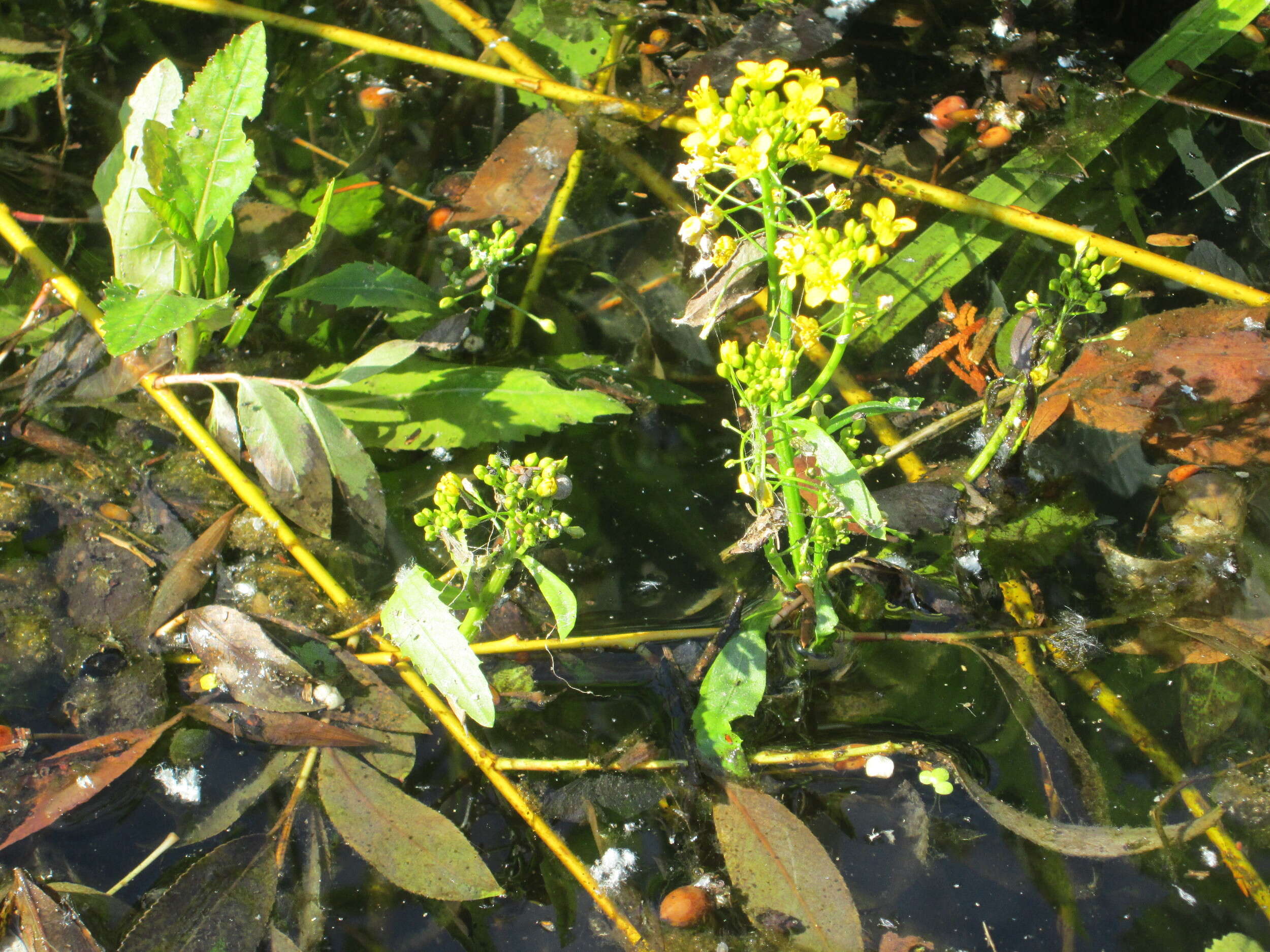 Image of Great Yellow-cress