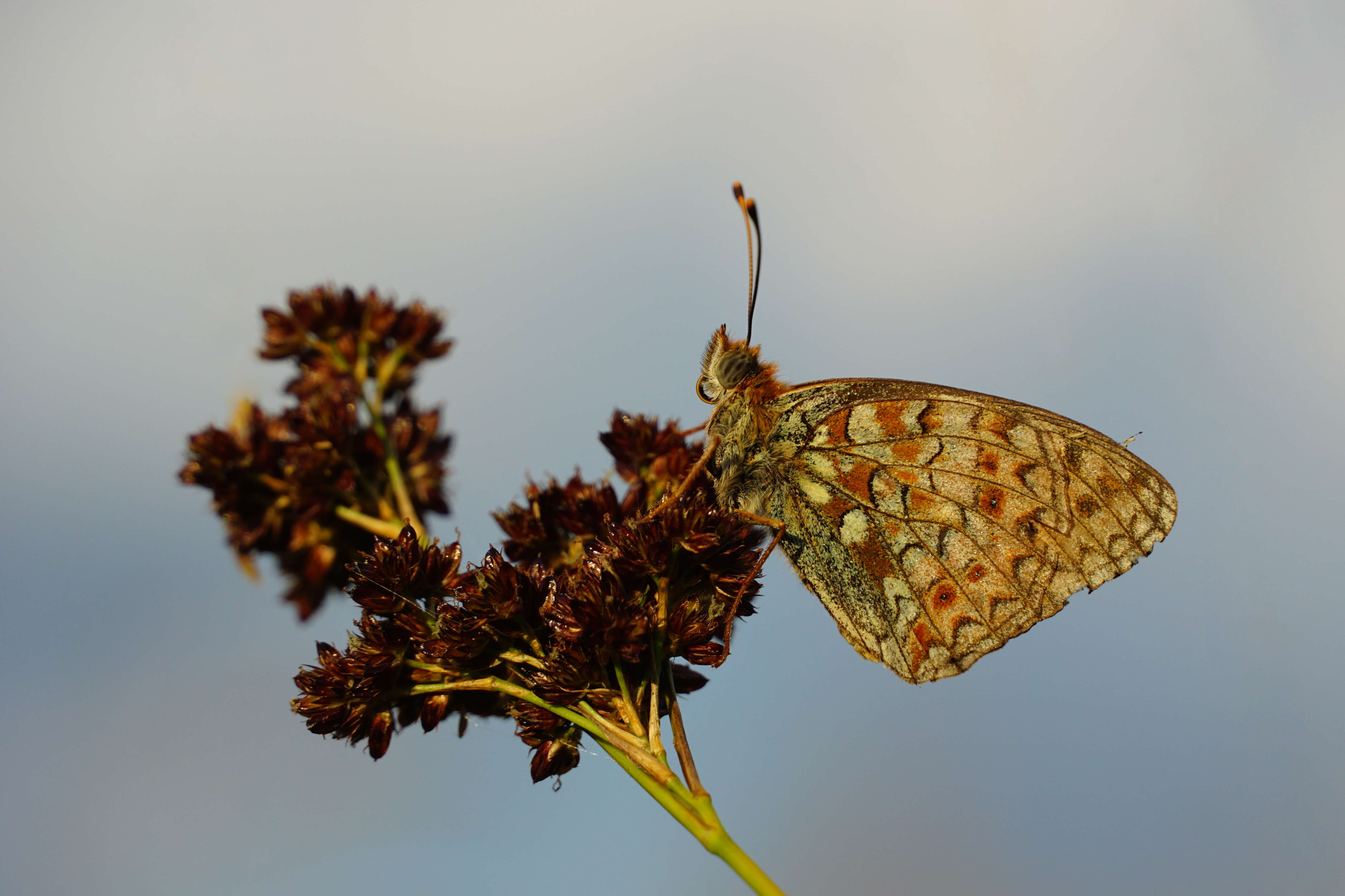 Imagem de Fabriciana niobe Linnaeus 1761