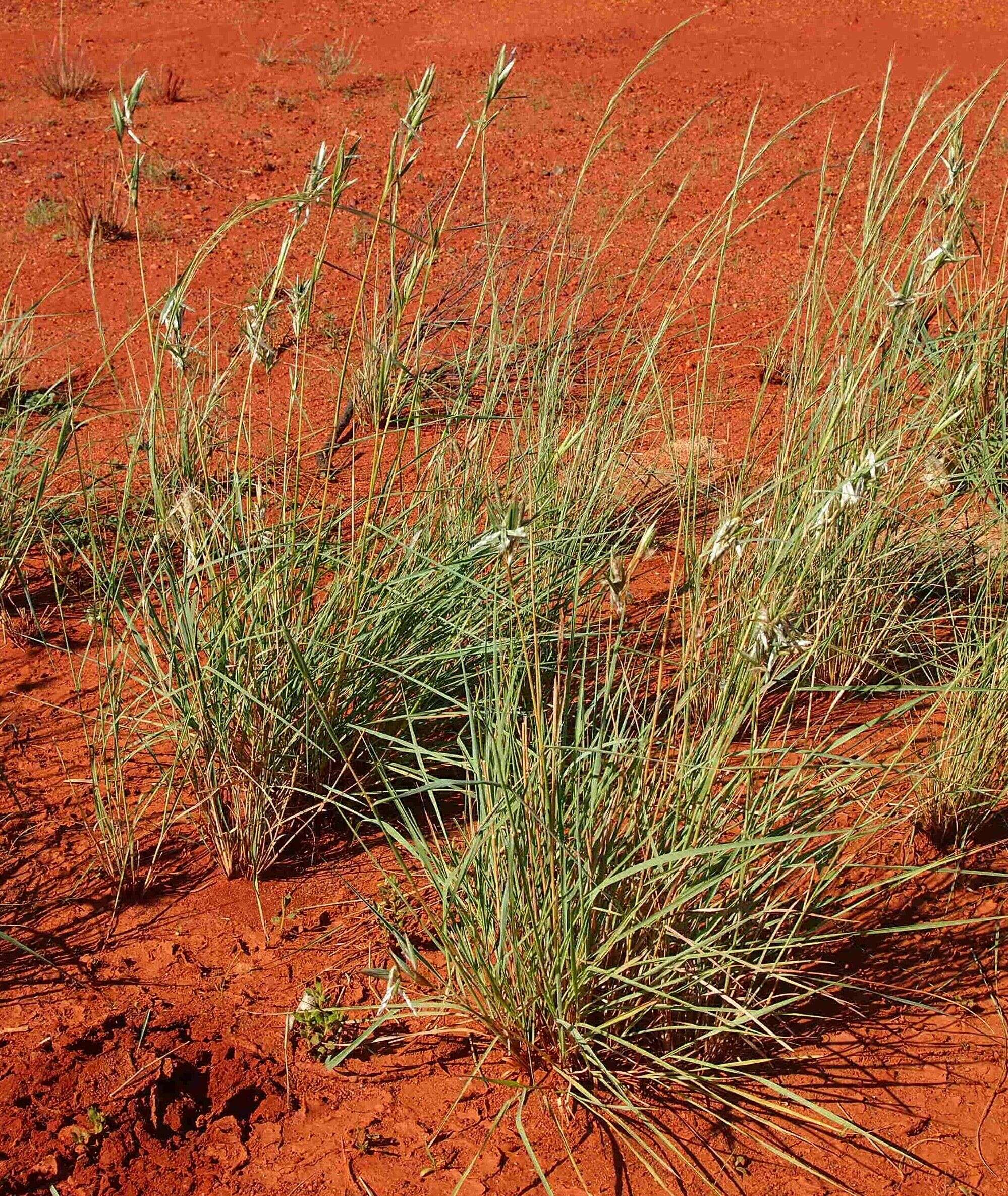 Image of Silky Heads