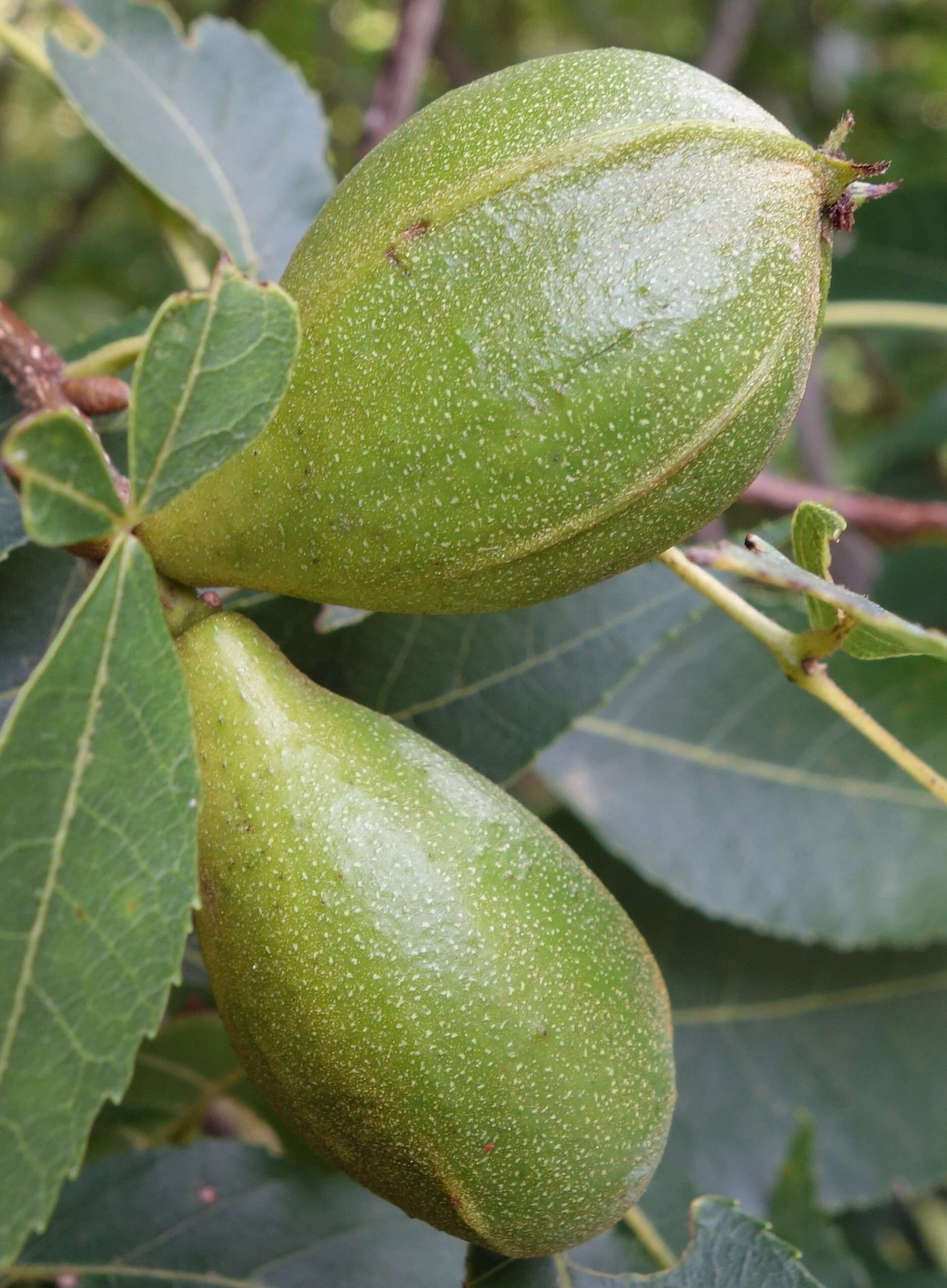 Image of pignut hickory