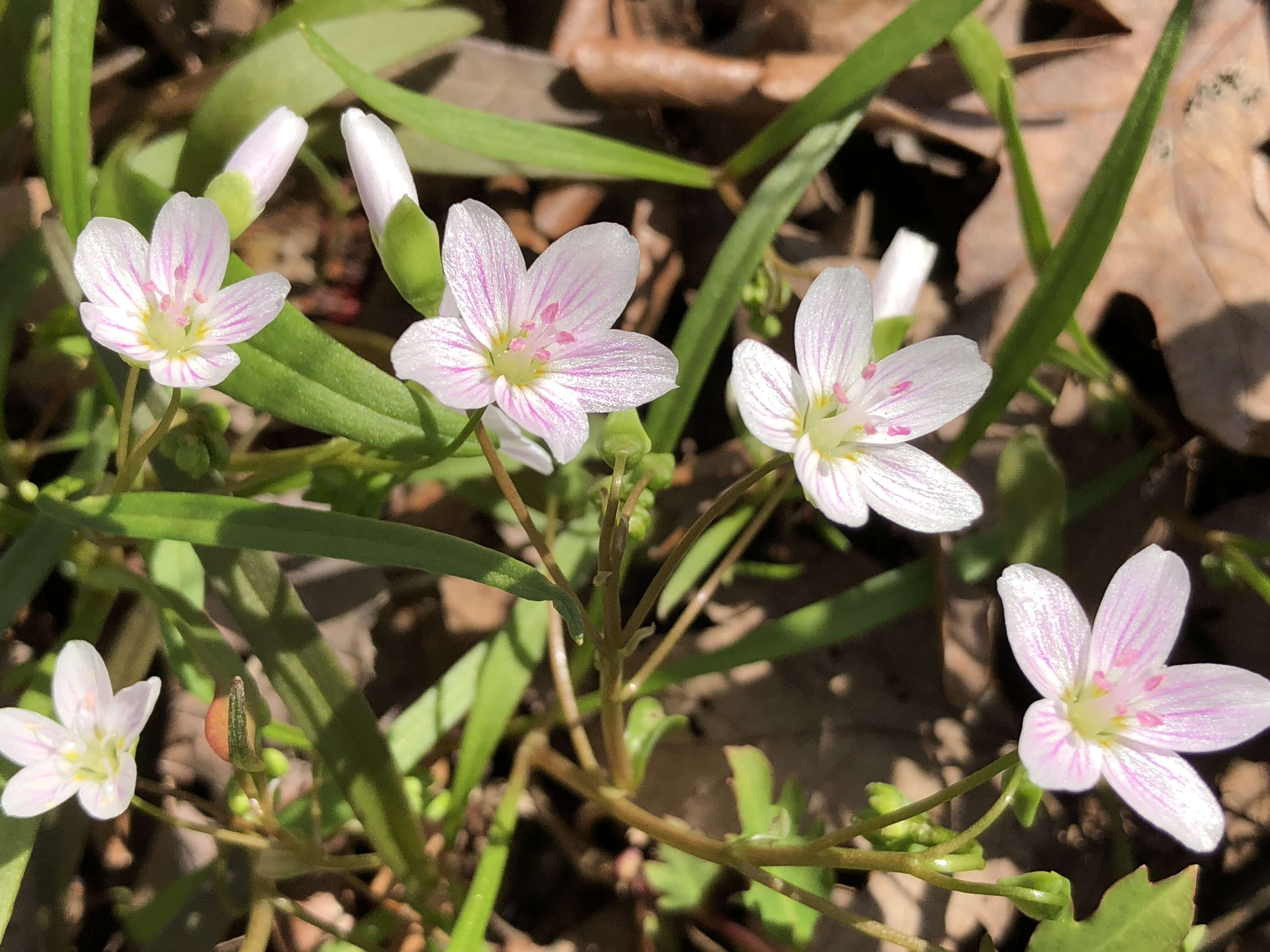 Image of Virginia springbeauty