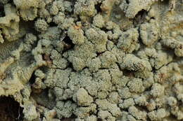 Image of Common greenshield lichen