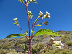 صورة Ageratina riparia (Regel) R. King & H. Rob.