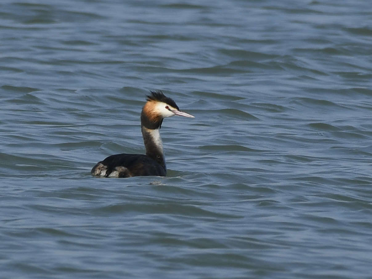 Image of Podiceps Latham 1787