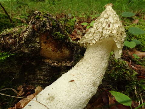 Image of Stinkhorn