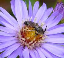 Plancia ëd Lasioglossum calceatum (Scopoli 1763)