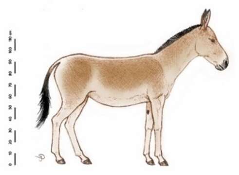 صورة Equus hydruntinus Regalia 1907