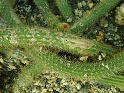 Image of Cleistocactus samaipatanus (Cárdenas) D. R. Hunt