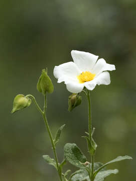 Image of salvia cistus