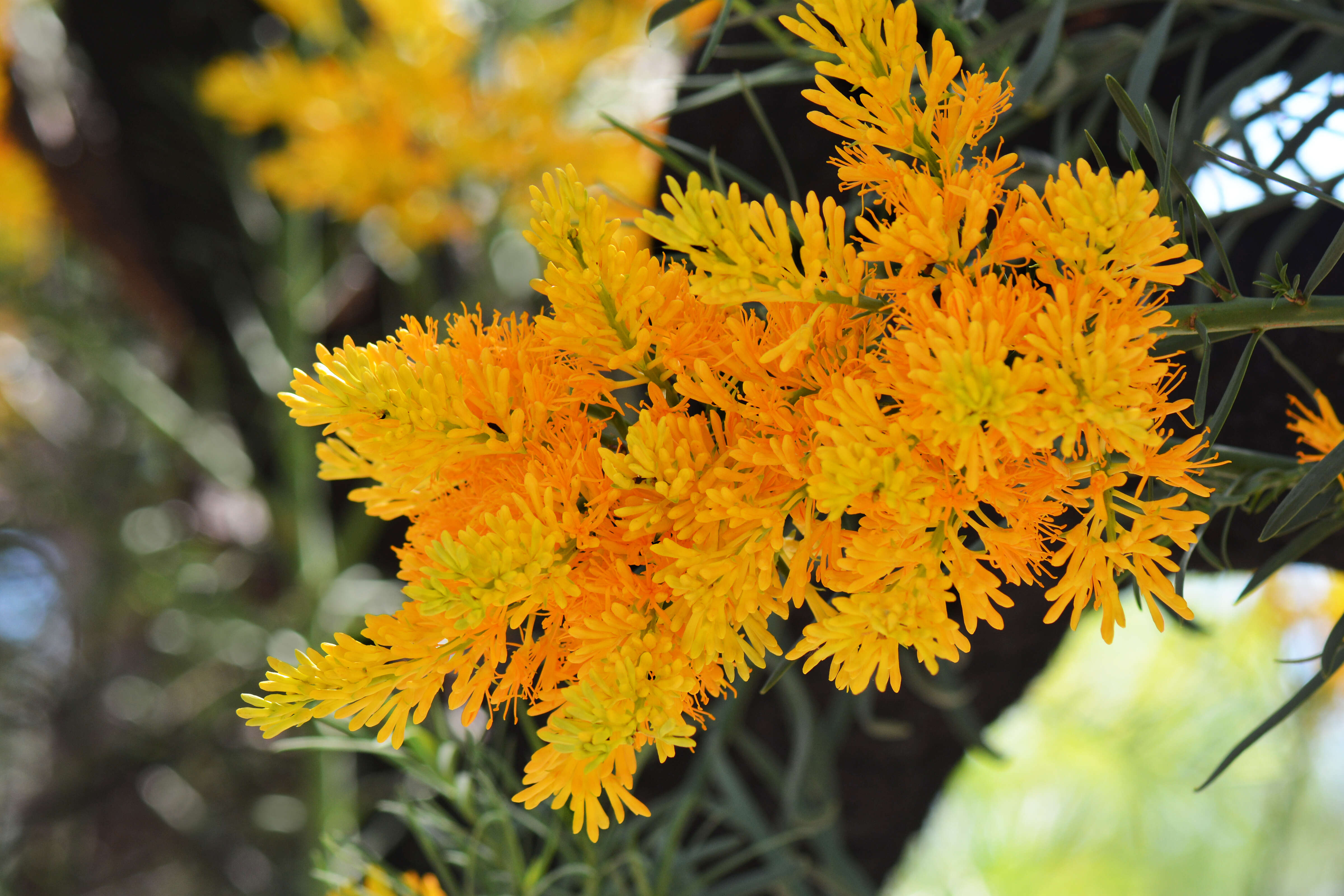 Image of Nuytsia