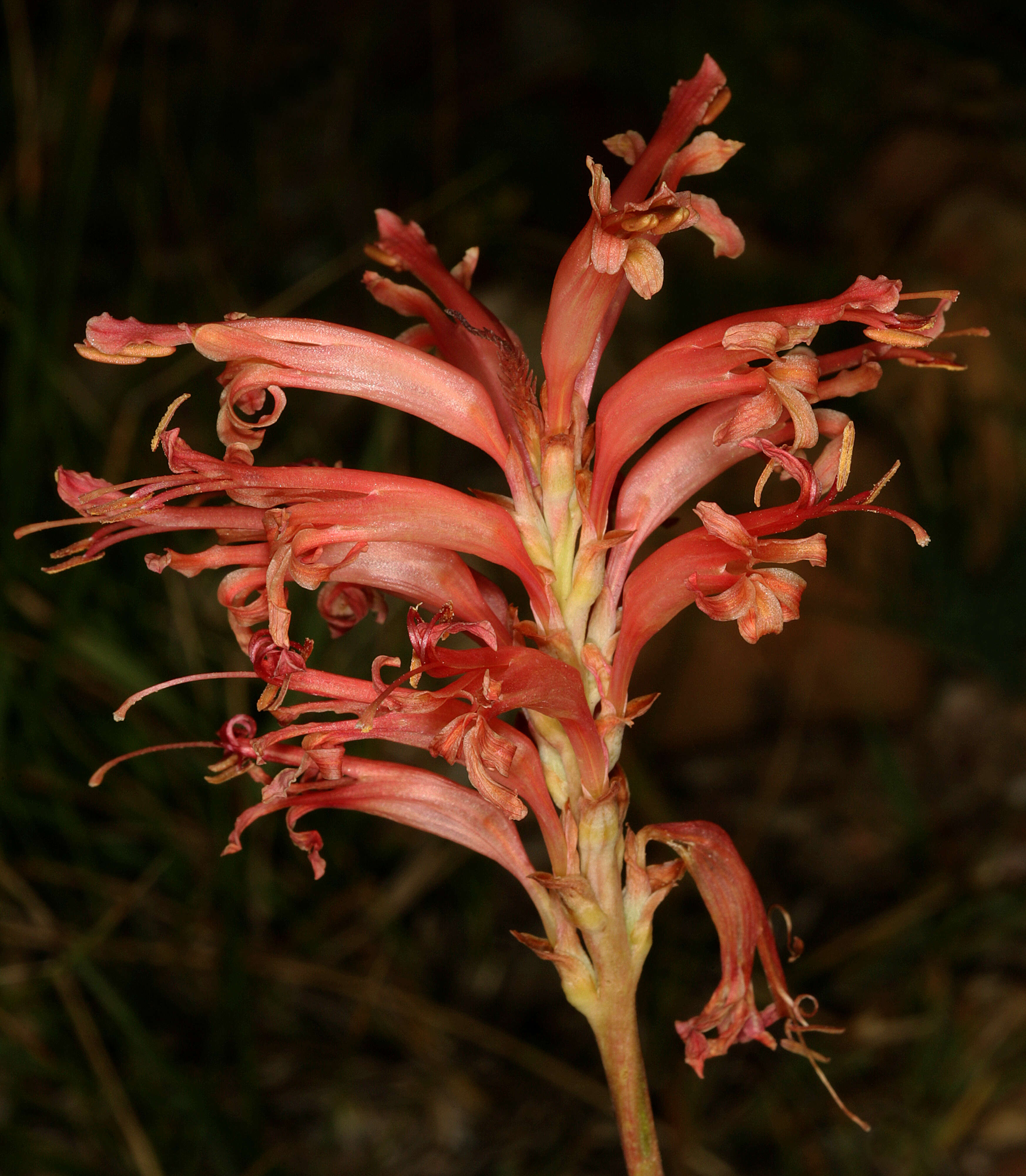 Tritoniopsis antholyza (Poir.) Goldblatt的圖片