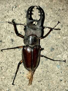 صورة Lucanus maculifemoratus Motschulsky 1861