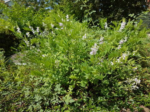 Plancia ëd Galega officinalis L.