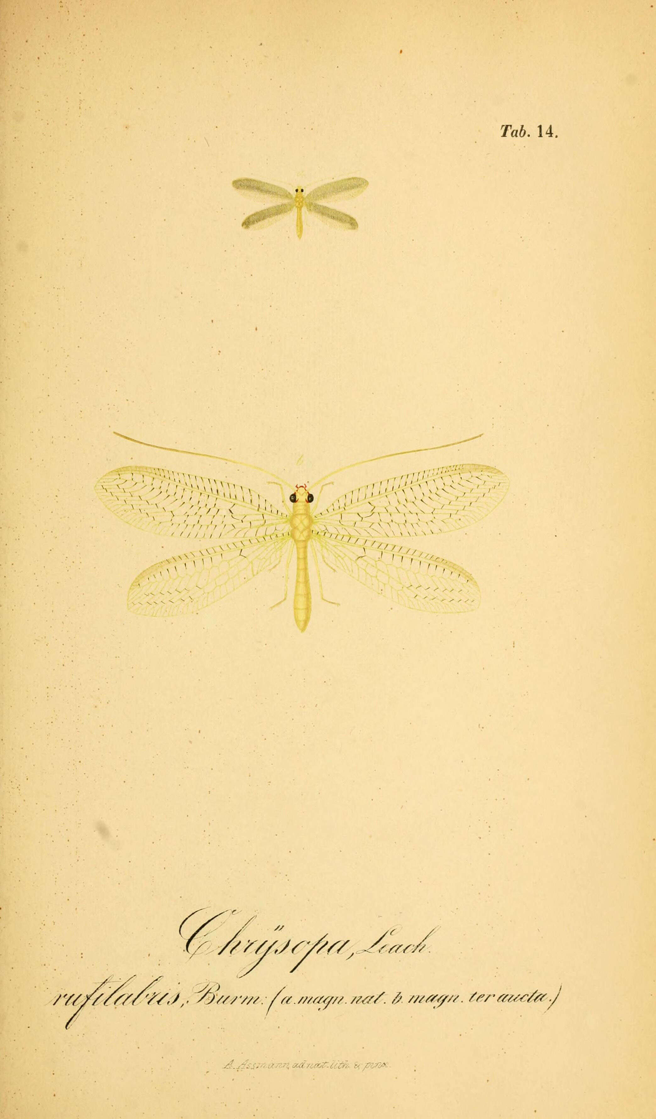 Image of Chrysoperla rufilabris (Burmeister 1839)