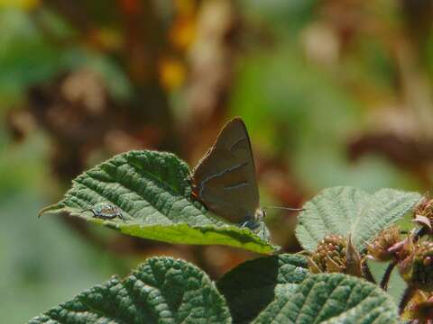 Image of Brown Hairstreak