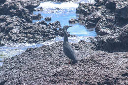 Image de Héron des Galapagos