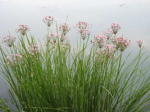 Image of flowering rush family