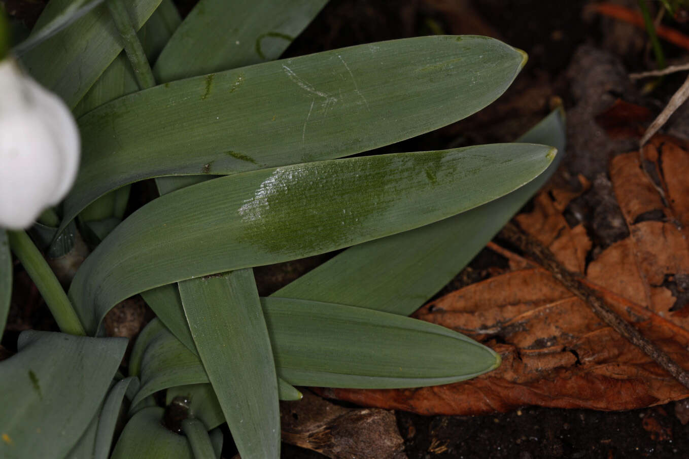 Image of giant snowdrop