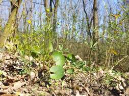 Image of Goldilocks Buttercup