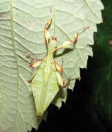 Image of Phyllium (Phyllium) bilobatum Gray & G. R. 1843