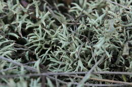 Image of Thorn cladonia