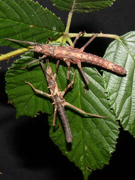 Image of Hoploclonia cuspidata Redtenbacher 1906