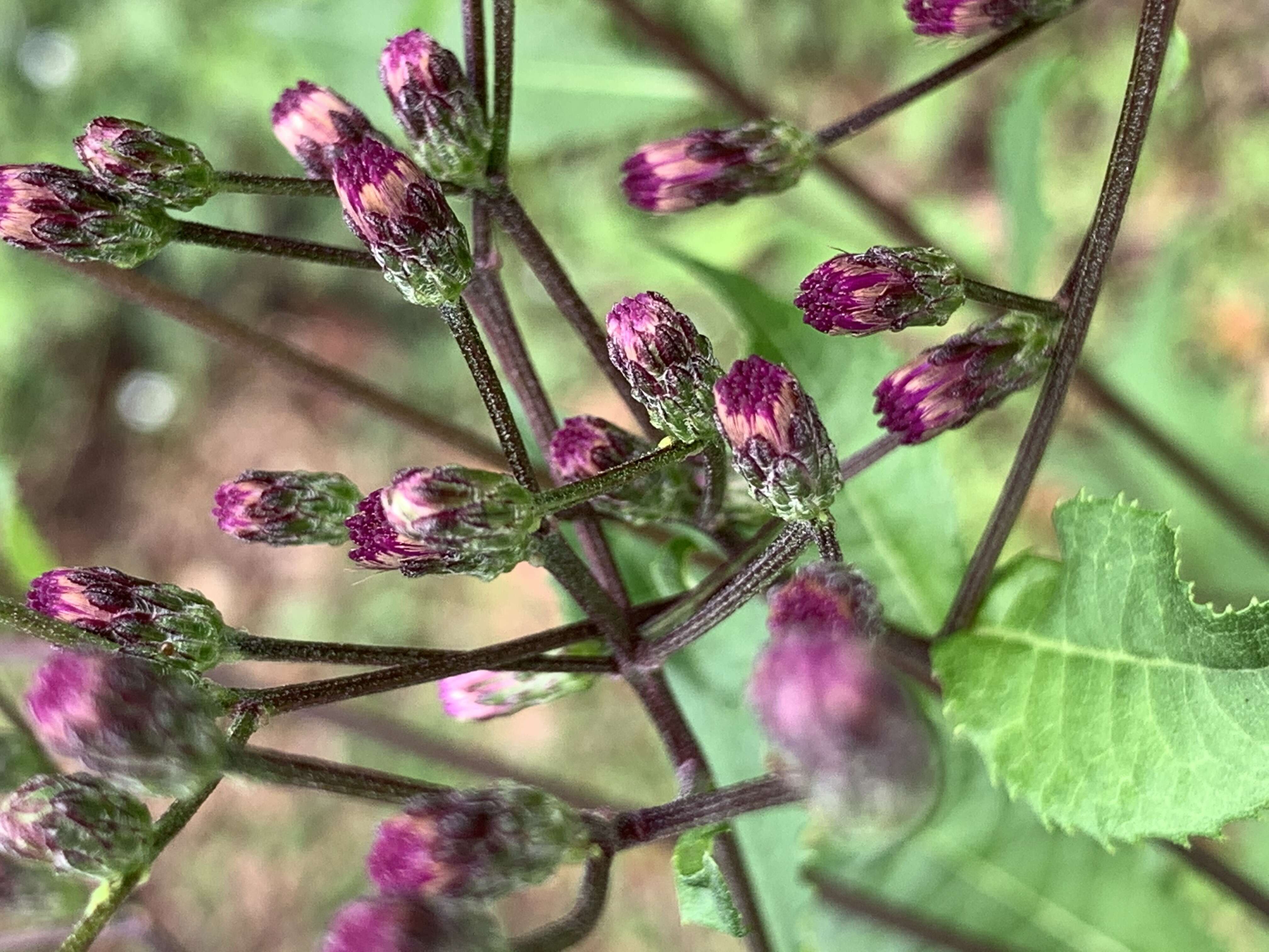 صورة Vernonia blodgettii Small