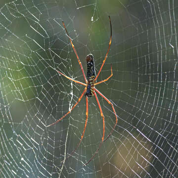 Image of Nephila pilipes (Fabricius 1793)