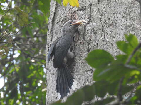 Image of Malabar Grey Hornbill