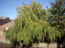 Image of Peking Willow