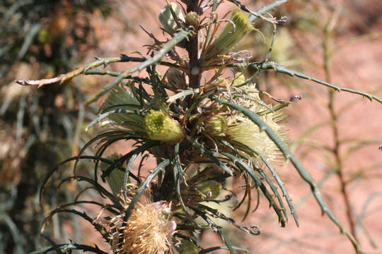 Image of Banksia strictifolia A. R. Mast & K. R. Thiele