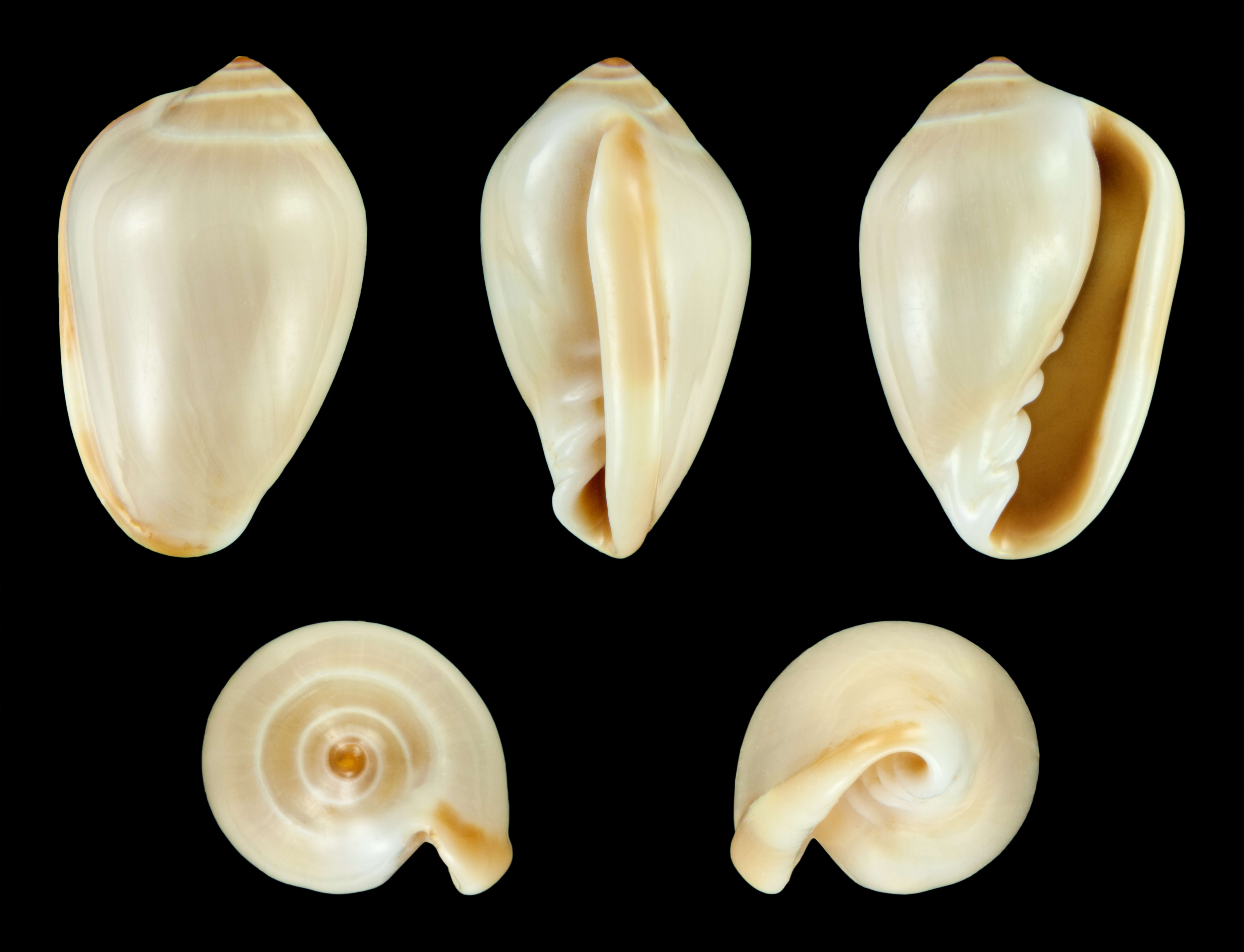Imagem de Prunum apicinum (Menke 1828)