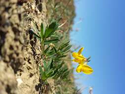 Image of Narrow-leaved Bird's-foot-trefoil