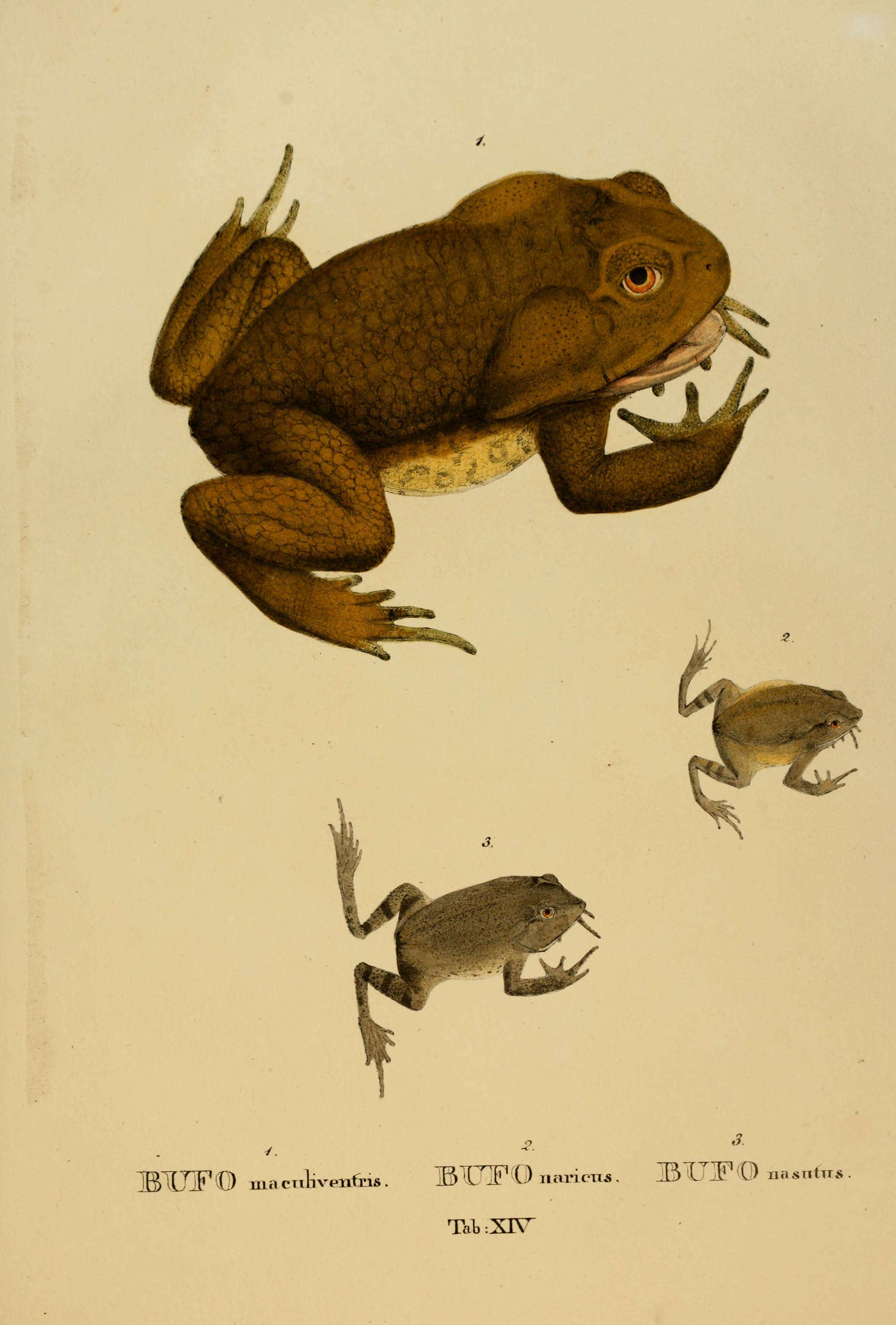 Image of Asiatic Toad